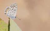 Eastern Baton Blue / Oostelijk tijmblauwtje