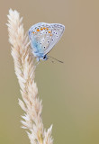 Common blue / Icarusblauwtje