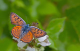Purple-Shot Copper / Violette vuurvlinder