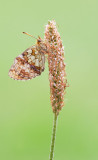 Lesser Marbled Fritillary / Purperstreepparelmoervlinder