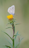 Turquoise Blue / Turkooisblauwtje