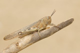 Egyptian Locust / Egyptische sprinkhaan