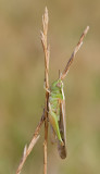 Aiolopus thalassinus / Slanke groenvleugel 