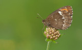 Large ringlet / Grote erebia 