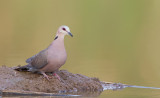 Red-eyed dove / Roodoogtortel