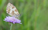 Marbled White / Dambordje