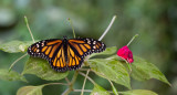 Monarch butterfly / Monarchvlinder 