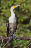 White-breasted Cormorant / Witborstaalscholver