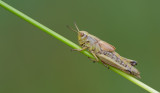 Large marsh grasshopper / Moerassprinkhaan 