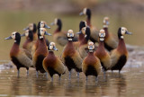 White-faced whistling duck / Witwangfluiteend