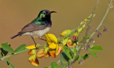 Variable Sunbird / Ornaathoningzuiger