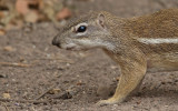 Striped Ground Squirrel / Afrikaanse grondeekhoorn