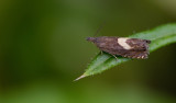 Dichrorampha petiverella / Kommawortelmot