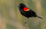 Red-winged Blackbird / Epauletspreeuw 