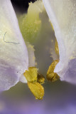 2015-03-15-16.30.00 ZS PMax.jpg