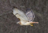 _DSC3676-1.jpg