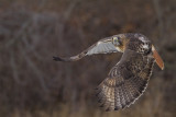 _DSC7006-1.jpg