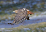 _DSC7125-1.jpg