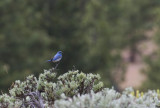 Mountain Bluebird