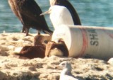 Blue-footed Booby