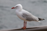 Silver Gull