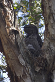 Tawny Frogmouth