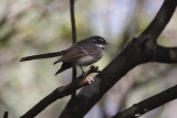 Grey Fantail