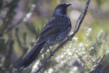 Little Wattlebird