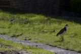 Masked Lapwing with chicks