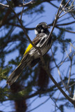 New Holland Honeyeater