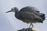 White-faced Heron