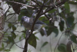 Golden Whistler