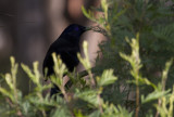 Satin Bowerbird