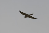 Australian Kestrel