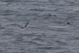 Huttons Shearwater
