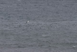 shearwaters, terns, gulls and gannets