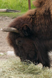 IMG_1187w.jpg