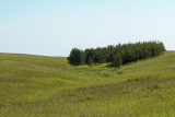 Prairie grasses and Aspen trees