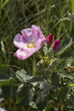 Alberta Wild Rose