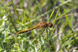Dragon Fly