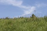 Prairie grass and an Alberta blue sky