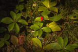 IMG_1587a1.jpg