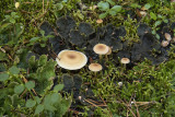 IMG_1605a.jpg
