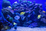 Maui Ocean Center