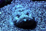 Stone Fish