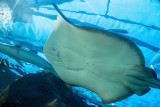 Ray