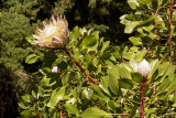 Protea