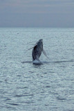IMG_2142.jpg