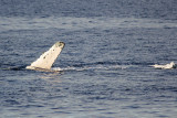 IMG_2171.jpg