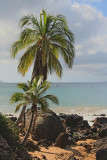 Beach Palms